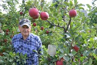 Jablíčka, jaká jinde neutrhnete! Zahrádkáři v Bruntále vypěstovali novou odrůdu Bohemia