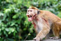 Penzistu (†72) ukamenovaly k smrti opice. „Zatkněte  je,“ prosí bratr policii