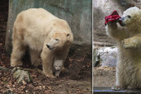 Více než 2000 zvířat na jednom místě! Zoo Brno láká především na oblíbené lední medvědy