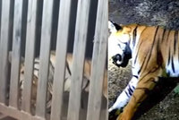 Lidožravá tygřice zabila 13 lidí: Útočila na pastevce, chránila svá mláďata