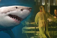 Turistu (†33) na „prkně“ zabil žralok. Záchranář: Útok byl velmi brutální