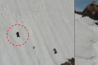Medvídě zápasilo se zasněženou horou. Máma ho kvůli dronu smetla dolů