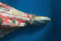 Plasty zabijáci: Mládě žraloka zemřelo zaseknuté v pytlíku. Na „DiCapriově“ pláži