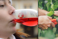 Oslavy svatomartinského vína začínají o tři dny dřív: Tipy, kam vyrazit na košt!
