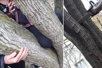 Holčičce v Plzni uvízla noha ve stromě: Hasiči použili rozpínák a dostali ji ven