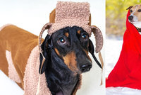 Pozor, i psům může být zima! Sledujte zažívání, tlapky i tělesnou teplotu!