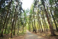 Výpravy do lesa, za zvířaty i rostlinami: V Praze začínají Dny stromů