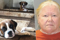 Děsivé odhalení v domě hrůzy: Žena chovala 162 psů. V domě našli 44 mrtvých štěňat