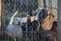 Boj s množírnami: Vláda kývla na přísnější pravidla pro chov psů. Kdo bude mít výjimku?
