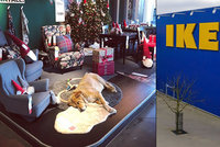 Venku přežívali v bídě. IKEA ubytovala v prodejně opuštěné psy, aby přežili zimu
