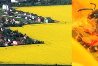 Za smrt milionů včel může řepka! V Šenově zemědělec postříkal v noci pole pesticidem