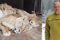 Záchrana týraných lvů z cirkusu hrůzy: Odvezli je do Afriky. Jejich svoboda stála milion