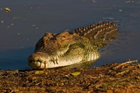Rybáře (†27) zabil obří krokodýl: Ukousl mu penis!