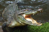 „Zabil dítě.“ Posvátní krokodýli terorizují obyvatele ostrova, ti se nemohou bránit