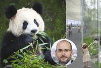 Čínské pandy jsou podle Prahy příliš drahé. Od začátku se počítalo s tím, že v pavilonu mohou být jiná zvířata