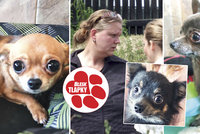 Po utrpení našli nový domov: 24 psů z množírny Ivy Wastlové už má nové majitele