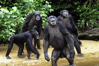 Skutečná Planeta opic: Monstrózní šimpanzi z laboratoří žijí na opuštěném ostrově