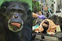 Zuzka přišla o tři zuby! Nejstarší šimpanzici u nás operovali odborníci z Motola
