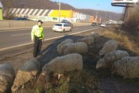 VIDEO: Stádo ovcí zmateně pobíhalo po rušné silnici a ohrožovalo řidiče! Zahnali je strážníci na koních