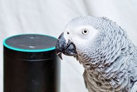 Papoušek si přes chytrý reproduktor objednal meloun, žárovky i vodní bojler