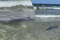 Nebezpeční žraloci číhají kolem populární „zlaté“ pláže. Lidé varování úřadů ignorují