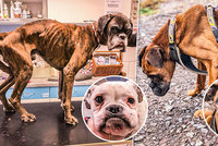 Otřesný případ týrání psů: Pět boxerů vyhublých na kost zachránili vteřiny před smrtí