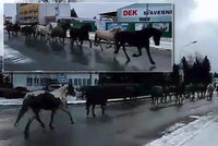 Divoký západ v Šumperku: Policisté centrem města naháněli stádo koní