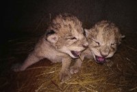 Smutek v liberecké zoo: Obě vzácná mláďata zemřela, lvice náhle ztratila mléko