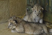 Vzácná lvíčata v Liberci zemřela hlady. Zoo odráží kritiku za selhání v péči