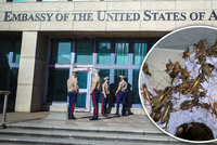 Za zvukovými „útoky“ na ambasádu může být hmyz, tvrdí vědci. Podezřívají cvrčky