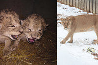 Zoo se brání: Za smrt lvíčat nemůžeme. Po krmení z flašky by je matka zavrhla