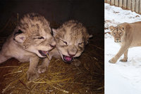 Epicentrum: Tragédie v liberecké zoo. Proč uhynula dvě lvíčata?