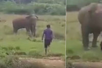 Hrůzné záběry: Muž chtěl zhypnotizovat slona, ten ho před zraky rodiny udupal k smrti!