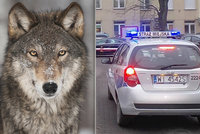 Strážníci se nestačili divit. Místo zraněného psa našli na ulici ve Varšavě vlka
