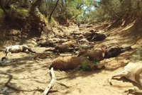 Australské horko zabíjelo. U vyschlého napajedla našli 90 mrtvých koní
