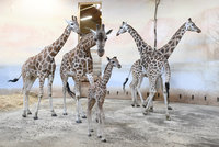 V pražské zoo se narodila žirafí slečna. Dnes se poprvé přidala ke zbytku stáda