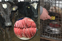 Vysíláme z redakce Blesku: Proč někteří výrobci masa týrají hospodářská zvířata?