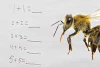Včelí mozek je schopný jednoduchých výpočtů. Umí sčítat i odčítat, zjistili vědci