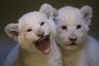 Bílá lvíčata z Hodonína si zvykají na otce: Máma ale bedlivě hlídá, aby jim neublížil
