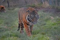 Romantická chvilka se změnila v jatka: Tygr místo páření svoji družku roztrhal