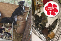 Za zubožené psy v množírnách přísné tresty: Poslanci podpořili boj Blesku
