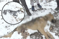 Oběšení, umlácení kamenem nebo kladivem: Děti v romské osadě zabíjejí a týrají psy