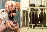 Labradorům vytrhali kvůli experimentu zuby. Teď mají zemřít, lidé protestují