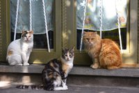 Kastrované kočky žijí déle, ukázala nová studie. Veterináři chtějí povinnou sterilizaci