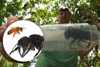 Největší včelu světa měli desítky let za vyhynulou. Teď se objevila v pralese