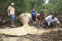 Mládě velryby našli uprostřed amazonské džungle. „Nechápeme to,“ tápou vědci