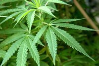Americký stát zaplavila po legalizaci „tráva“. Je jí dost na miliardu jointů