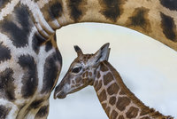 Po měsíci se v Zoo Praha chystají další žirafí křtiny. Jméno dostane bratr „Modelky“