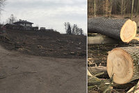 Porubský masakr motorovou pilou: Lesníci vykáceli naráz 200 stromů! Radnice nic netušila