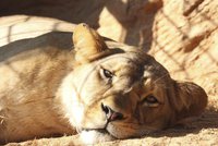 Smutek v plzeňské zoo: Lvice Neyla zemřela po porodu! I se 3 mláďaty